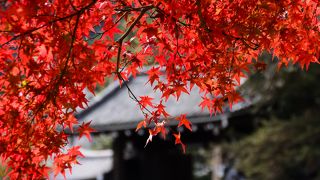 「床もみじ」は撮影禁止です。