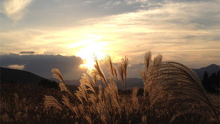 夕暮れのススキはとても美しいです