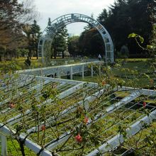 今の時期、バラ園は寂しい
