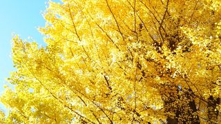 今がピークの紅葉です