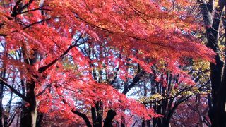 無料だし24時間開放されてるし、使い勝手の良い公園