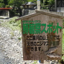 観音橋付近にはニジマスが泳いでます。