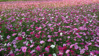 絶景のコスモス畑