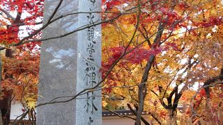 紅葉がすごいです