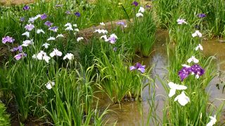 ６月のイベント