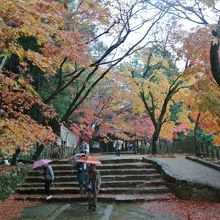 永源寺、雨の紅葉