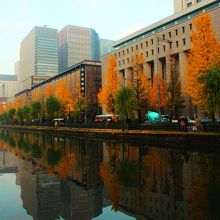 外堀に映りこんだ鮮やかな黄色い銀杏と緑の柳