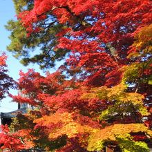 永観堂(禅林寺) 無料エリアからの紅葉