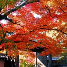 永観堂(禅林寺) 無料エリアからの紅葉