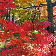 永観堂(禅林寺) 無料エリアからの紅葉