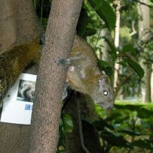 園内には台湾リスもたくさんいます。