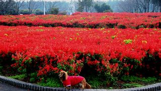 有明の森フラワー公園