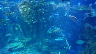 巨大水槽がお出迎え！