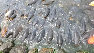 夏なら楽しめます