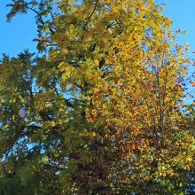 芝公園から見たイチョウ