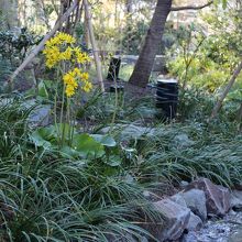 ステップガーデンに咲く花