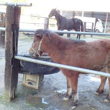 小型の馬。子馬ではなく、ポニー？