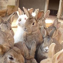 ウサギたち。狭いウサギ小屋の中で、わざわざくっついている。