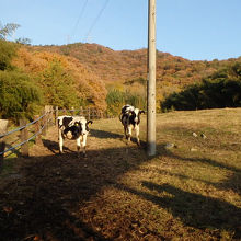 後の山が借景となっていて高原の牧場の雰囲気。