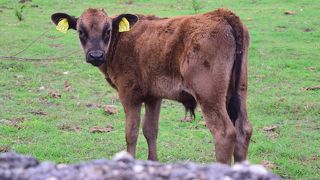 牛が沢山！ハートアイランド