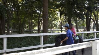 動物から遊具まで