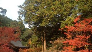 年に一度紅葉が見れるスポット