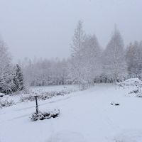 白樺が印象的な綺麗な庭、雪が降るとこんな感じ。