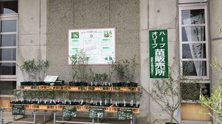 オリーブ記念館では、ハーブやオリーブの苗販売を行っています。