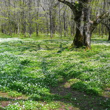 徳澤まで行く。キャンプ場にもニリンソウ