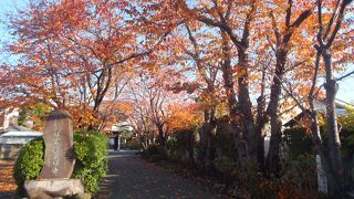 桜並木の秋の参道、花はなくとも紅葉がある！