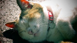 ハニー・トラップに注意して！