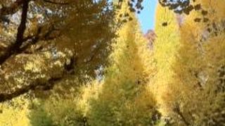 いちょうが綺麗でした