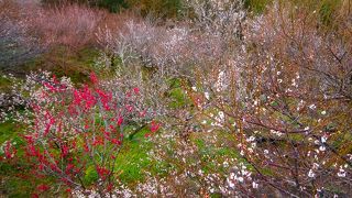 ３月中旬では早すぎた