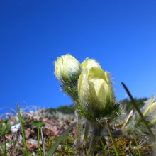 ツクモグサ　ふわふわの産毛みたいなのがかわいい