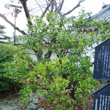 三宝柑の木