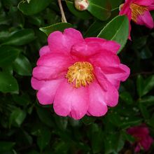 紅葉だけでなくサザンカも咲いていました