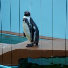 無料の動物園もある