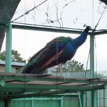 動物園のクジャク