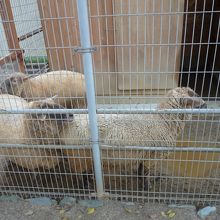 ヒツジ　小規模ながら色々な動物がいる