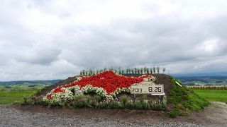 広大な花畑を無料で楽しむ
