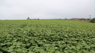 そんなには広くない