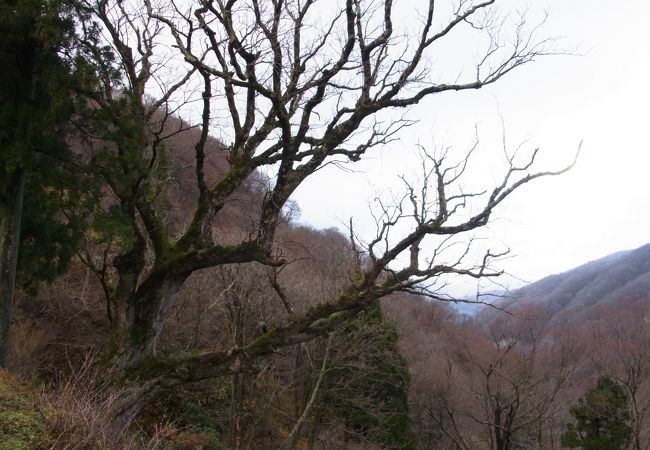 大きな栃の木