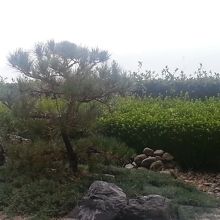 庭園です。これぞ京都、という感じです。