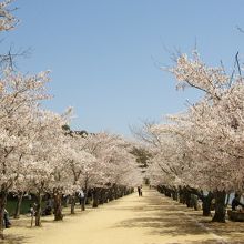 神社から亀島までの堤沿いは桜の名所になっています
