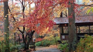 紅葉が美しかった