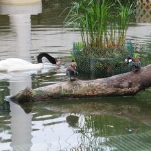 池で遊ぶ水鳥たち