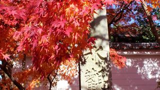 「もみじの永観堂」はダテじゃない！