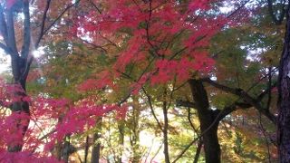 京都でモミジと言えば～