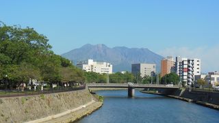 大きな魚が泳いでいた