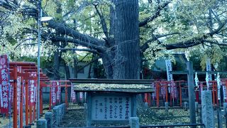 都内でも有数の古木です